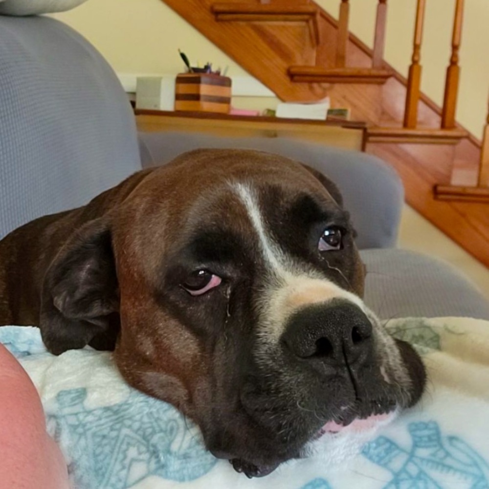 Hi I’m Opie.
